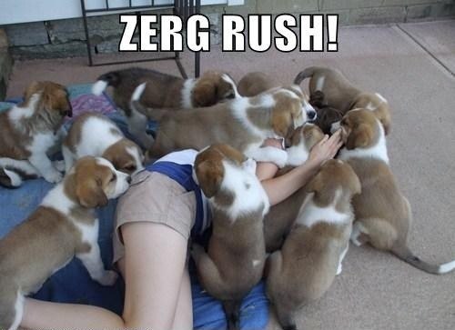 puppies zerg rush